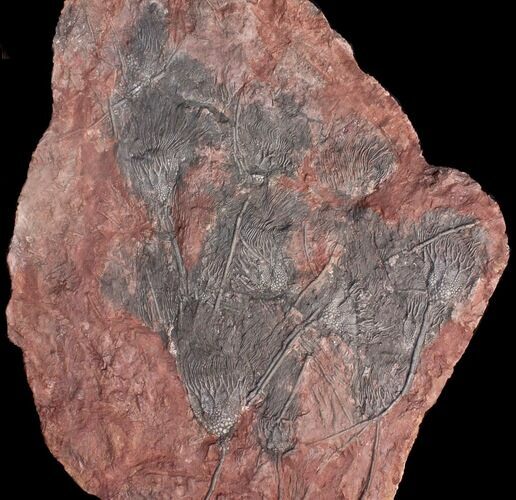 Large, x Scyphocrinites Crinoid Plate - Morocco #45098